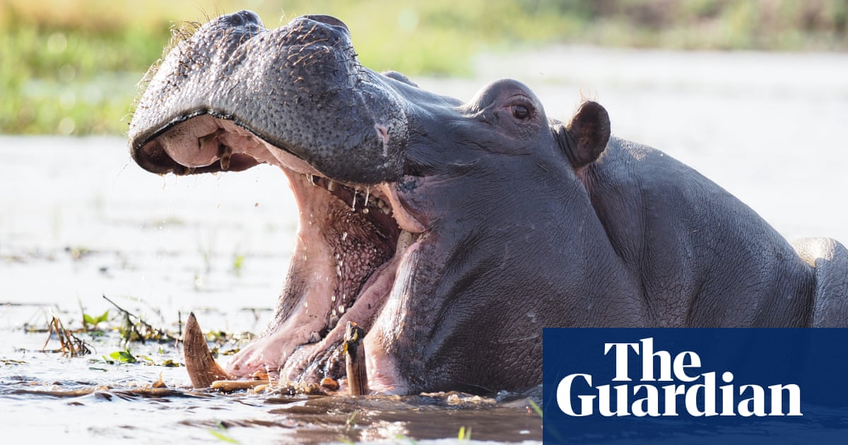 Hippo talk: study sheds light on purpose of call and response