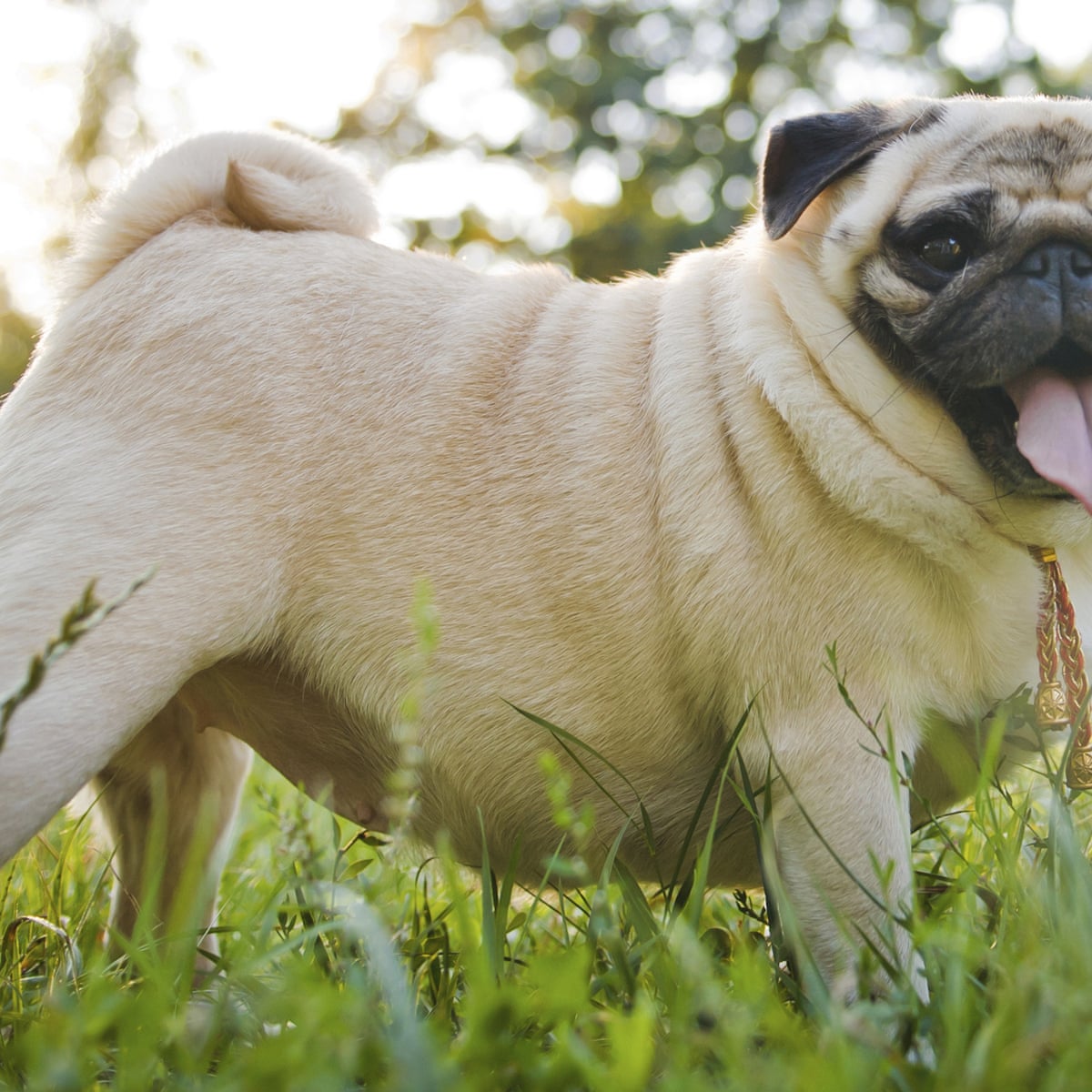 Pugs are anatomical disasters. Vets must speak out – even if it's ...