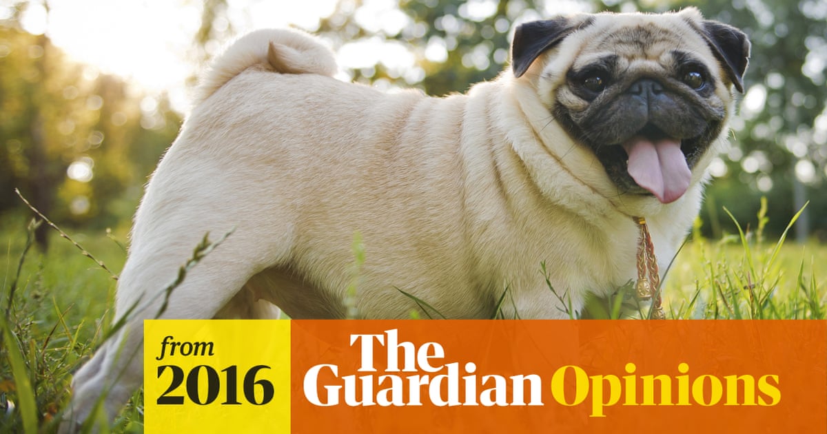 Pugs are anatomical disasters. Vets must speak out – even if it's bad for  business | Anonymous | The Guardian