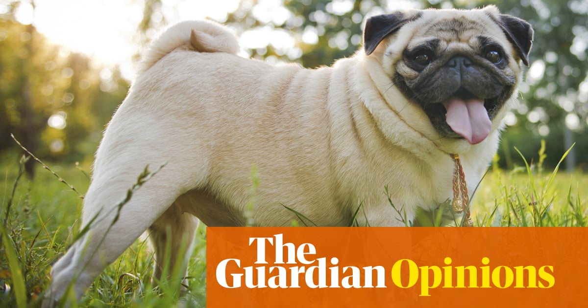Pugs are anatomical disasters. Vets must speak out – even if it’s bad for business | Anony...