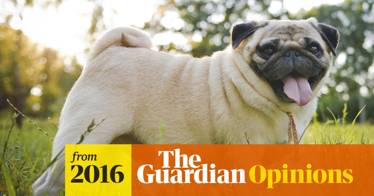 https://www.theguardian.com/commentisfree/2016/sep/22/pugs-anatomical-disasters-vets-must-speak-out-even-bad-business social preview image
