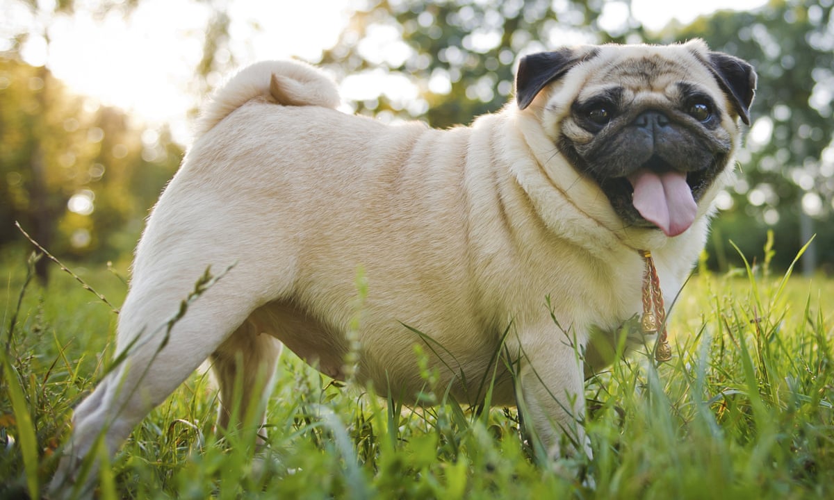 Pugs are anatomical disasters. Vets must speak out – even if it's bad for  business | Anonymous | The Guardian