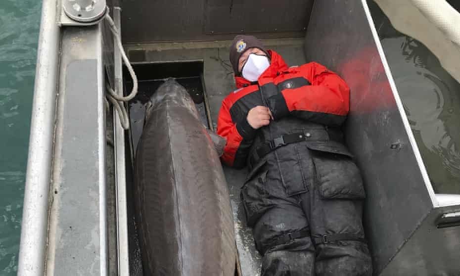 A USFWS staffer lies next to the 240lb sturgeon.