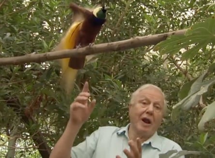 David Attenborough in The Life of Birds in 1998.