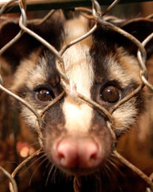 Civet cat in a cage