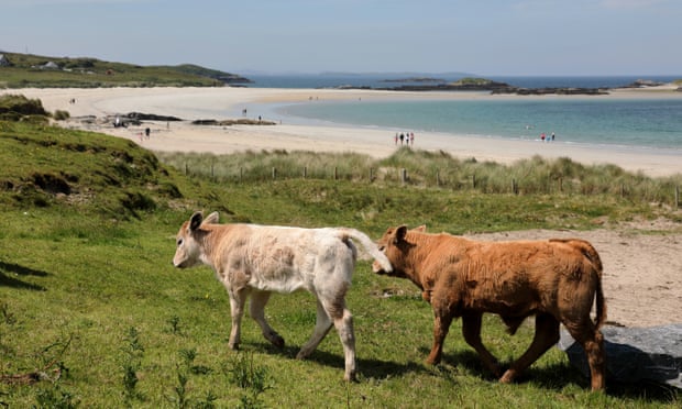 Cows and a few people on Glassilaun beach, Co Galway