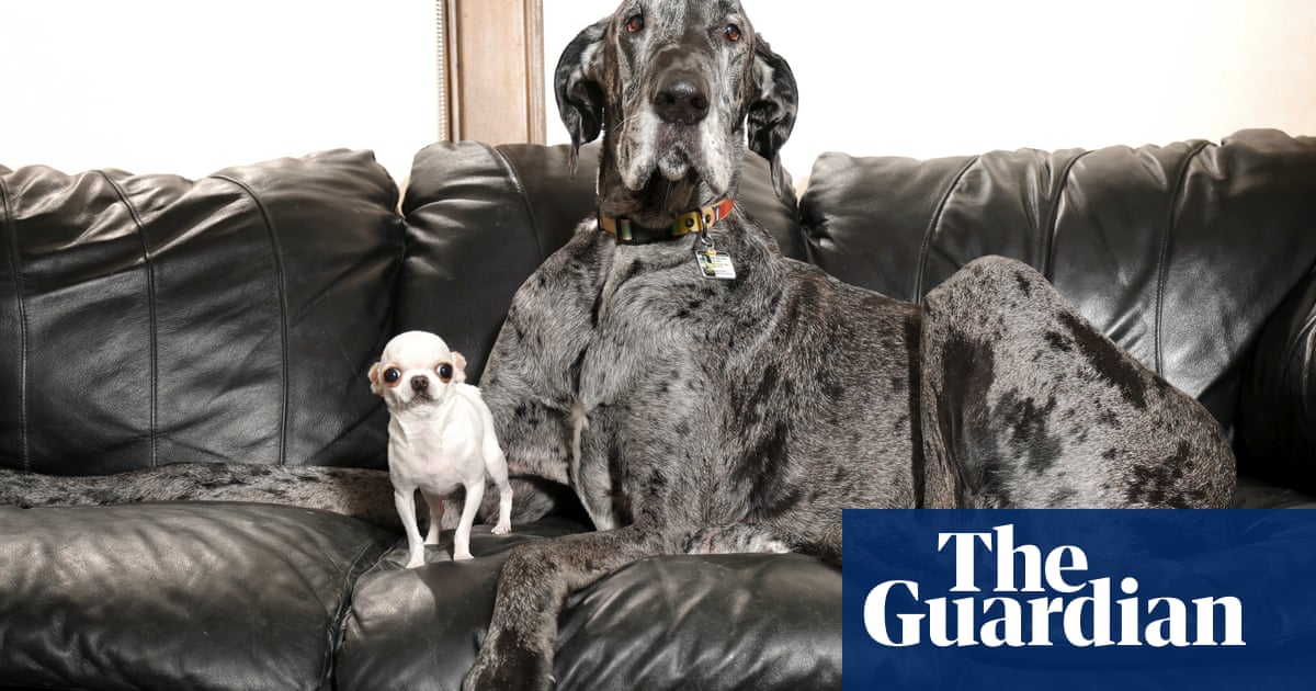 Huge hound and pocket-sized pup: meet-and-sniff with world's tallest and smallest dogs