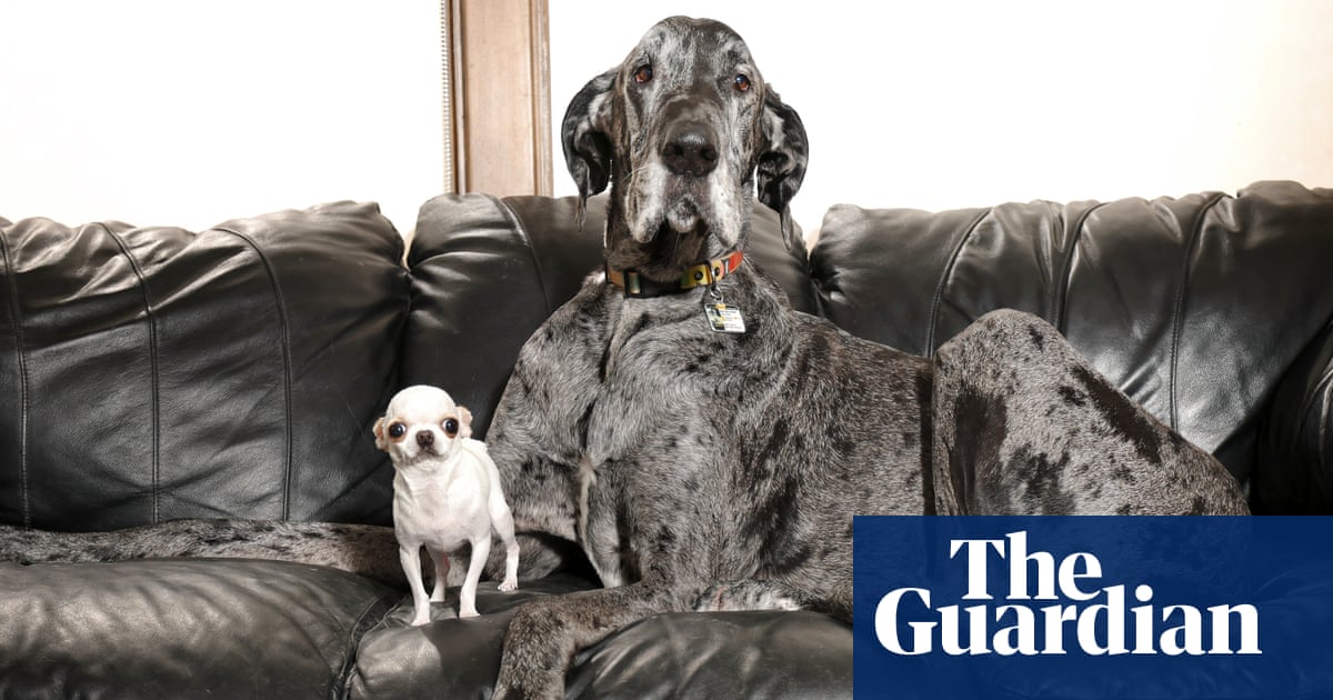 Huge hound and pocket-sized pup: meet-and-sniff with world's tallest and smallest dogs | Guinness World Records | The Guardian Huge hound and pocket-sized pup: meet-and-sniff with world's tallest and smallest dogs | Guinness World Records | The Guardian