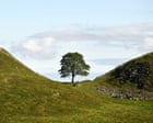 Sycamore Gap tree sapling stolen from castle grounds months after planting