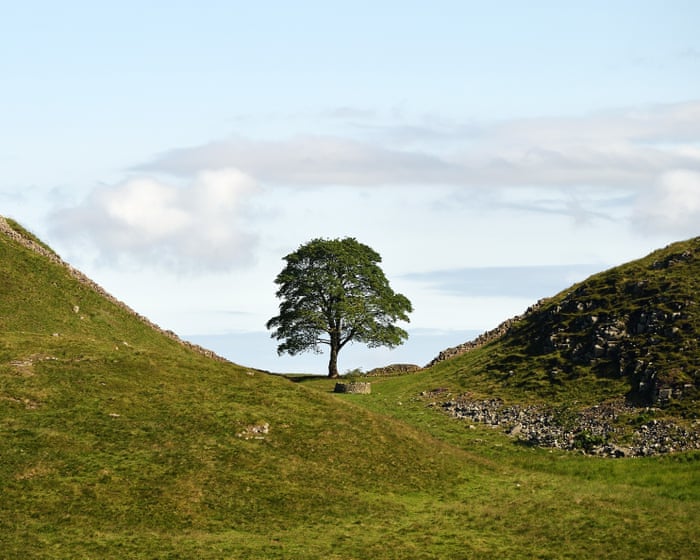 Sycamore Gap tree sapling stolen from castle grounds months after planting