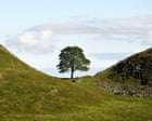 Il National Trust pianta 49 alberi di speranza dal leggendario Sycamore Gap