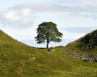 Projeto artístico transformará madeira da árvore Sycamore Gap