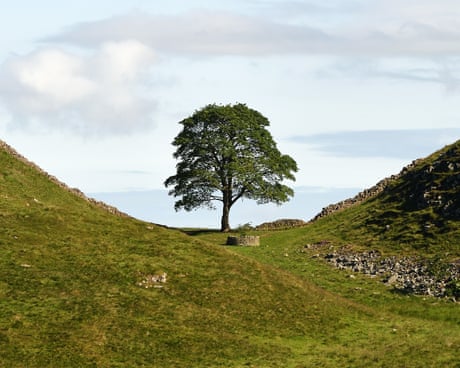 Multimedia arts project wins Sycamore Gap tree commission after public vote