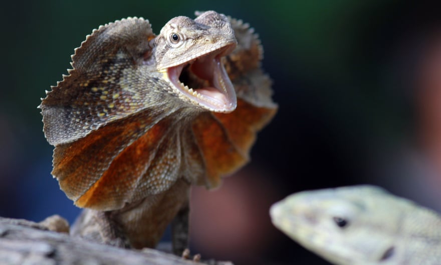 A frilled dragon in Batam, Indonesia.