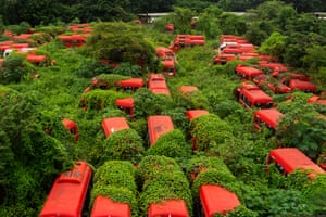 Foliage grows over buses parked in a depot