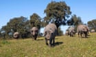 Fury in Spain at US plans to produce 'Iberian' ham in Texas and Georgia