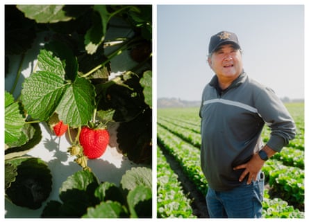 On the left, an image of a bright red sunflower amid dark green leaves in a ray of sun. On the right, an image of a middle-aged Japanese man, in a gray long-sleeved shirt and ball cap standing above rows of shin-high green crops, hand son his hips, looking past the camera.
