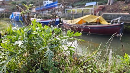 There’s so much life here in the footpath margins.