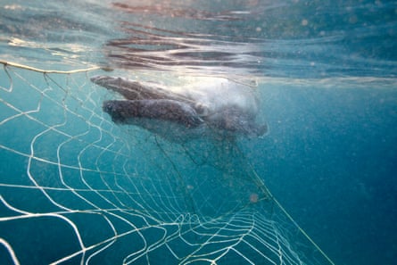baby humpback whale entangled in netting