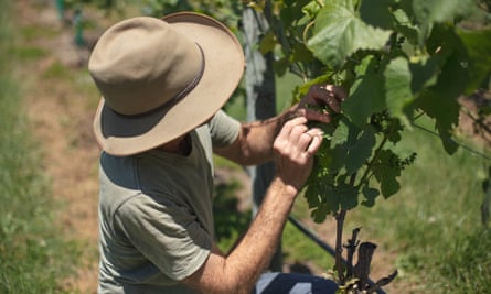 Simon Cox cuida una vid durante la floración de primavera en Gibbston, Central Otago.