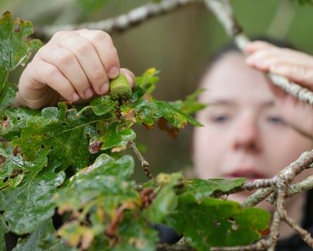 A volunteer collects an acorn from a sessile oak tree.