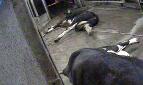 Sick cows being taken into an abattoir in Poland