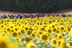The peloton passing through a sunflower-strewn landscape on stage five