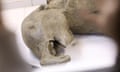 Researchers in Russia have unveiled the near intact carcass of a juvenile female mammoth, whose remarkably well-preserved remains were discovered in thawing permafrost after more than 50,000 years