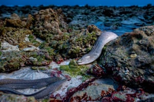 A moray eel hunting sliding over rocks