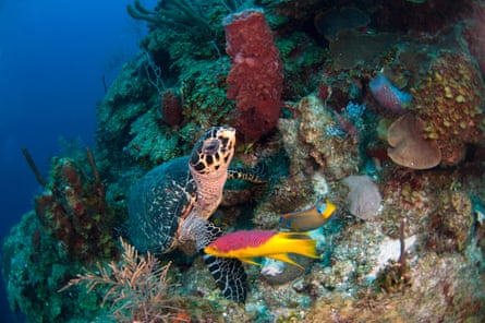 A hawksbill sea turtle on the Belize barrier reef.
