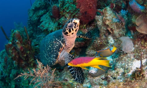 A hawksbill sea turtle on coral reef, Belize