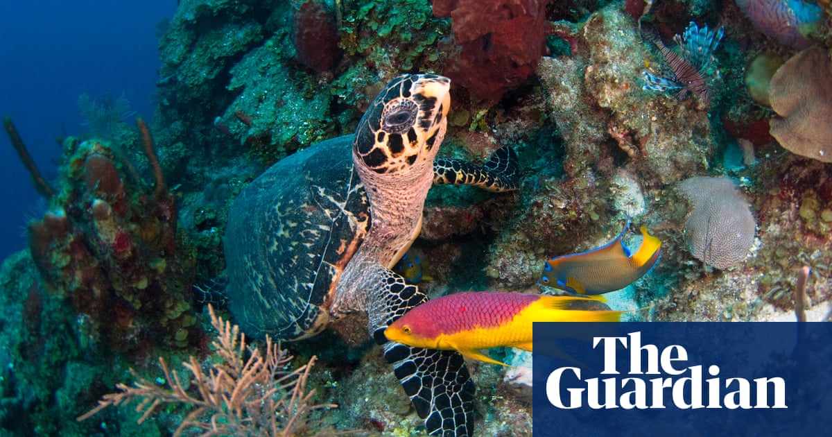 From turtles to fruit bats, migratory species increasingly under threat, says UN