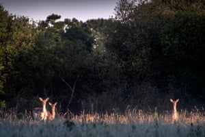 Deer pop their heads up to check out the photographer.