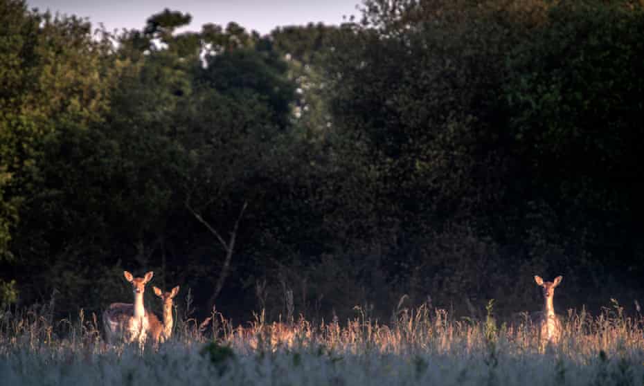 Fallow deer in the early morning mist on the Knepp estate in West Sussex.