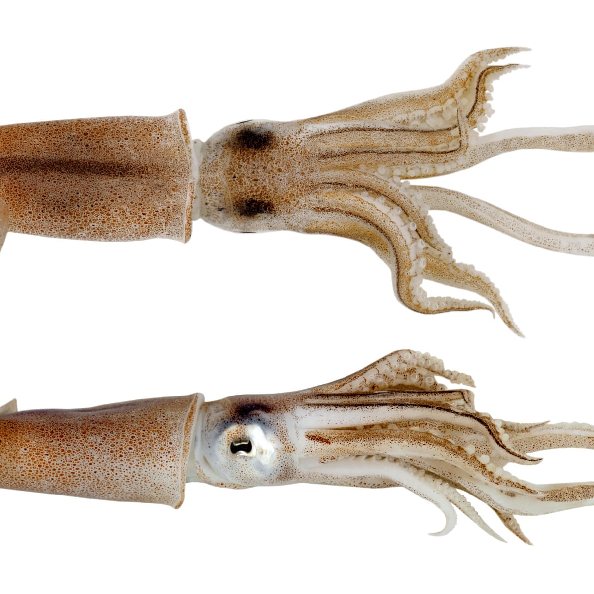 Specieswatch: why the squid game in UK needs new rules | Marine life | The Guardian Specieswatch: why the squid game in UK needs new rules | Marine life | The Guardian