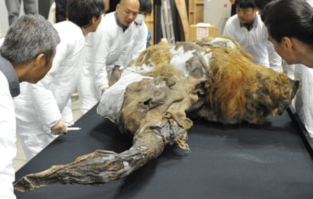 A 39,000-year-old female baby woolly mammoth from the Siberian permafrost. Permafrost preserves DNA for thousands of years.