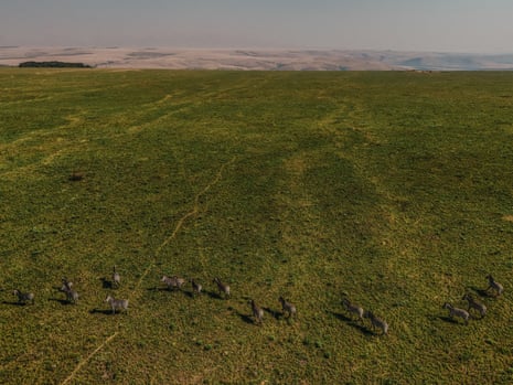 Aerial view of about a dozen zebras walking across a large grassy plain