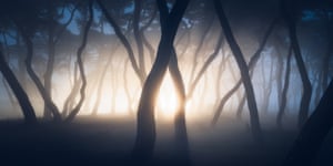 Sranger Things: car headlights illuminate a foggy pine grove in Boeun, South Korea