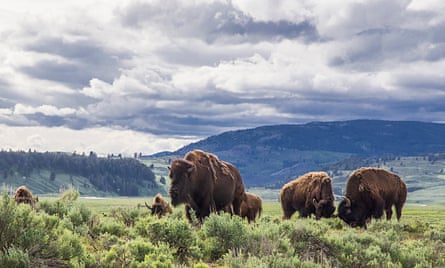 American bison in Lamar Valley, Yellowstone national park, Wyoming, US.