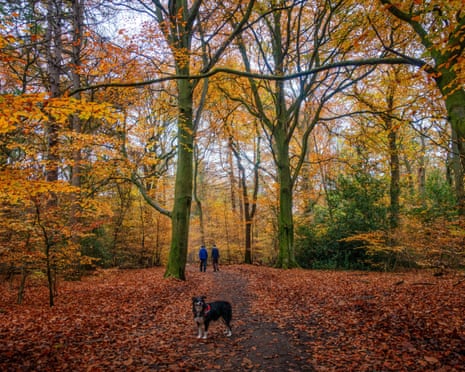Ecclesall Woods near Sheffield, South Yorkshire, is home to ancient woodland.