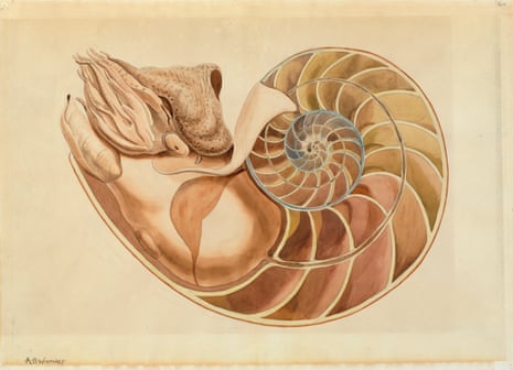 A watercolour painting of a nautilus