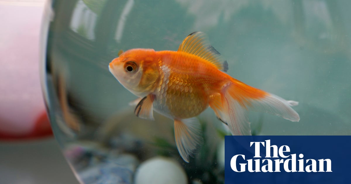 Going for gold: pet firm reports resurgence in fish-keeping