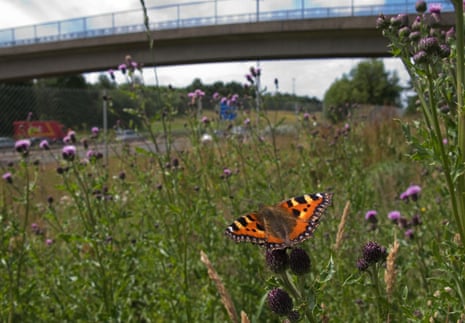 A small tortoiseshell butterfly near the M8 motorway, Glasgow.