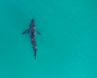 California Expects Record Young Great White Sharks This Summer