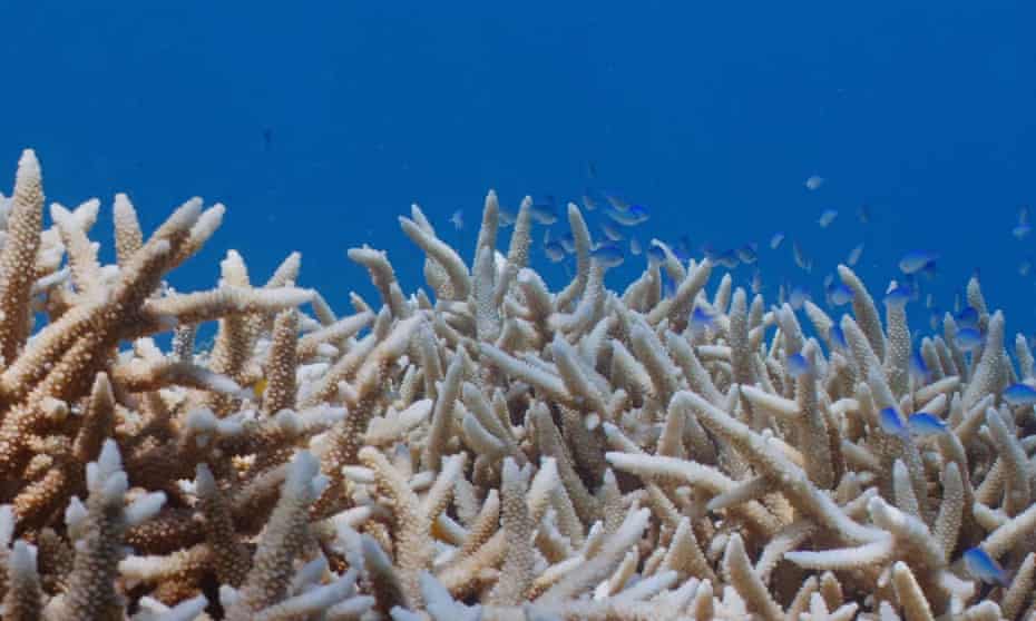 Bleached coral on the John Brewer reef, Australia, in February 2022.