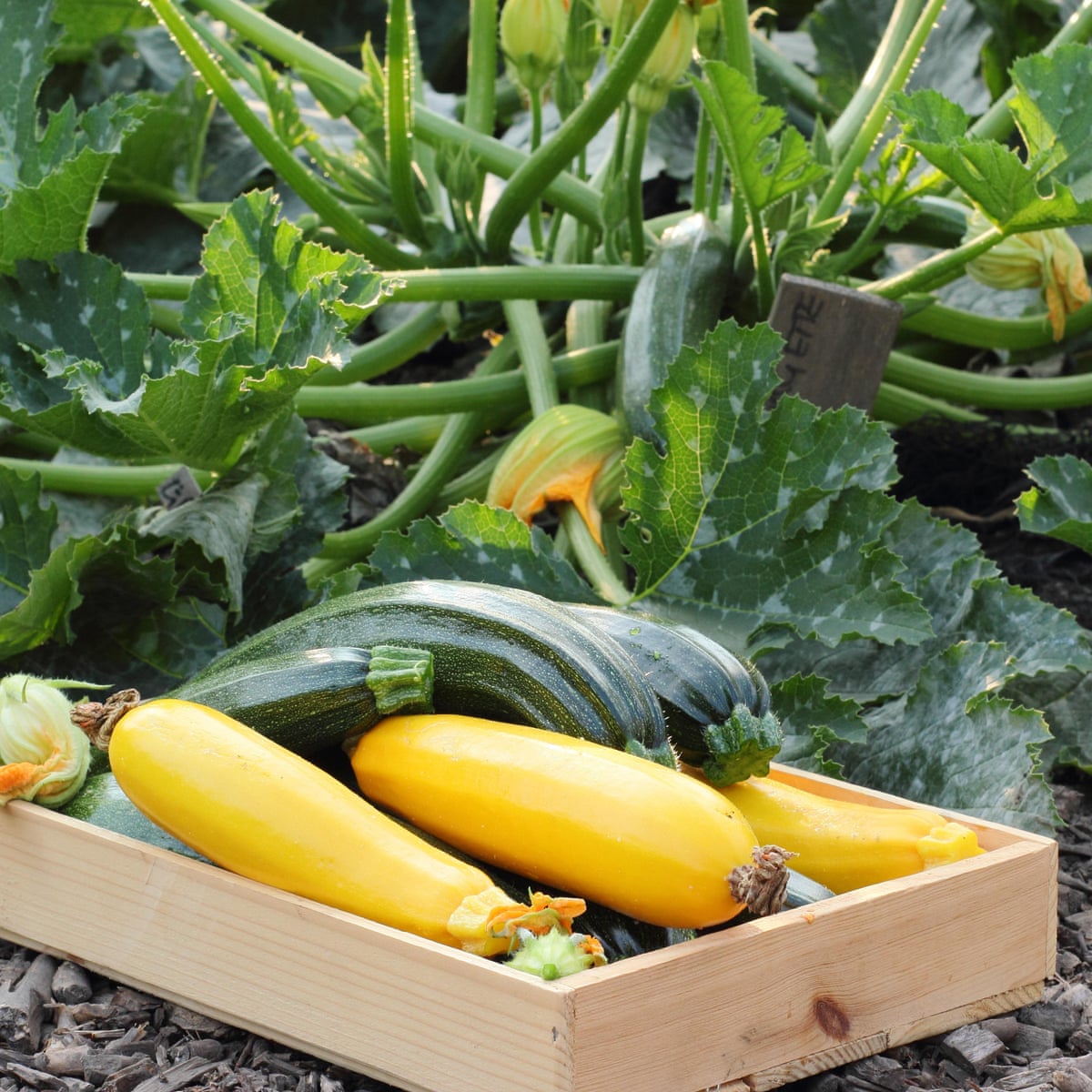 Can Zucchini Be Poisonous can-zucchini-be-poisonous