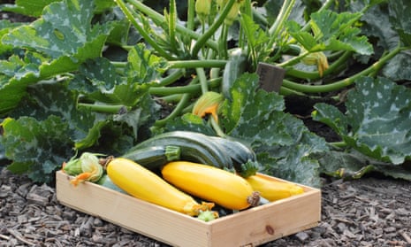 Freshly harvested courgette ‘Green bush’ and yellow ‘Soleil’ variety in an English kitchen garden
