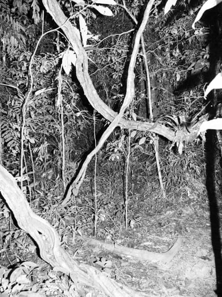 A black-and-white photo of some vegetation