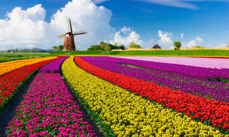 Tulip field planted in striped swathes of bright red, pink, yellow and purple in front of a windmill under a clouded sky