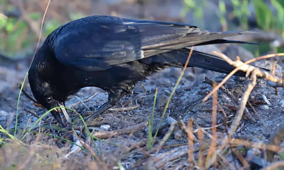 crow bends over